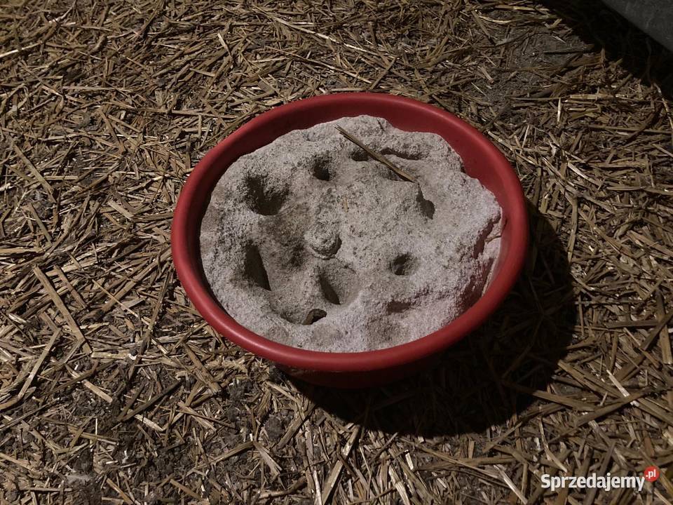 Dziobak kur drobiu indyków przeciw kanibalizmowi Strzelce Wielkie