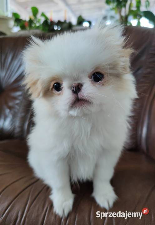 Chin Japoński szczeniak Japan Chin Shih Tzu zachodniopomorskie Kołobrzeg