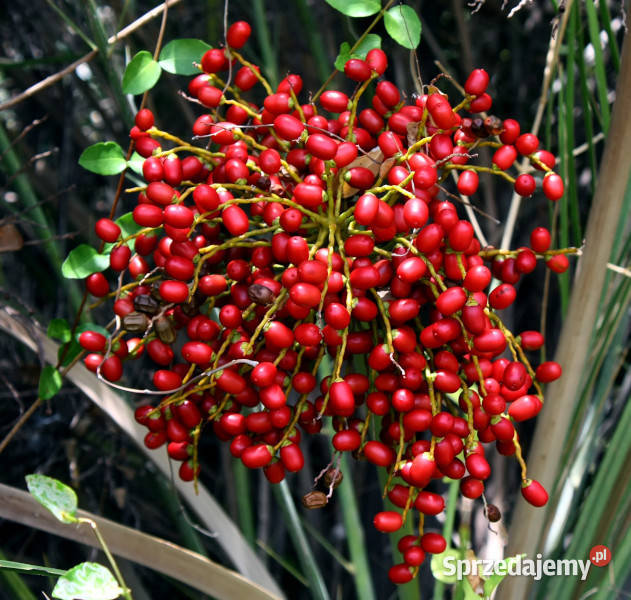 PALMA DAKTYLOWA SREBRNA Phoenix sylvestris sprzedam