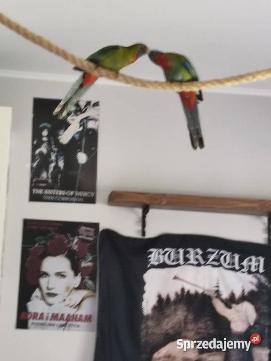 Papugi rozelle królewskie wielkopolskie Drawski Młyn