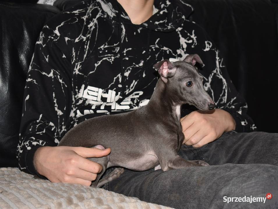 Charcik włoski suczka ZKwP FCI lubuskie Zielona Góra