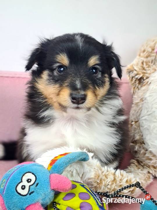 Owczarek szetlandzki Wiązowna