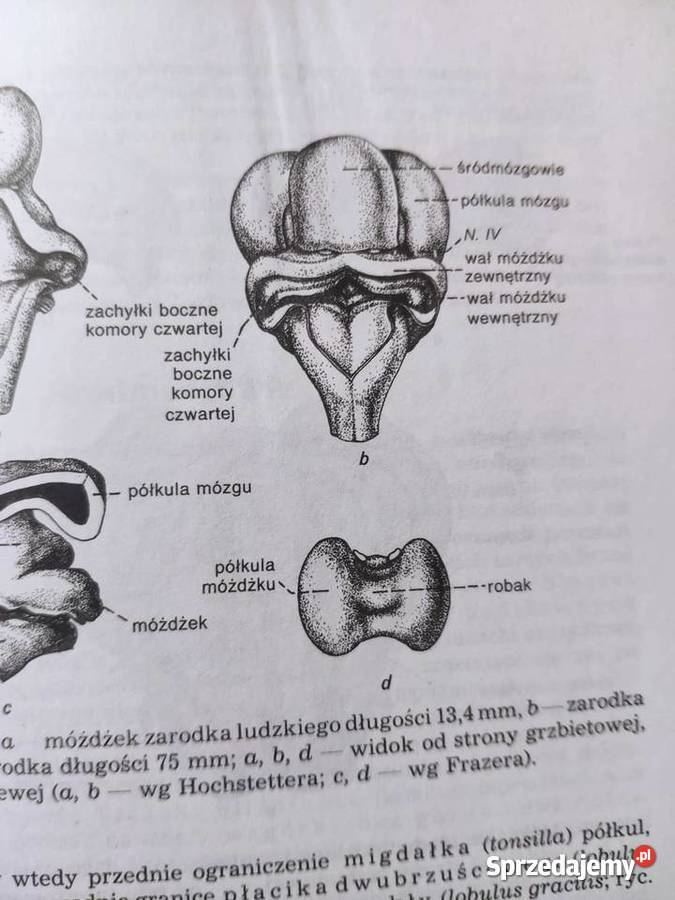 Anatomia człowieka komplet 5 tomów zachodniopomorskie