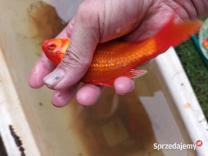 Sprzedam karasie ozdobne