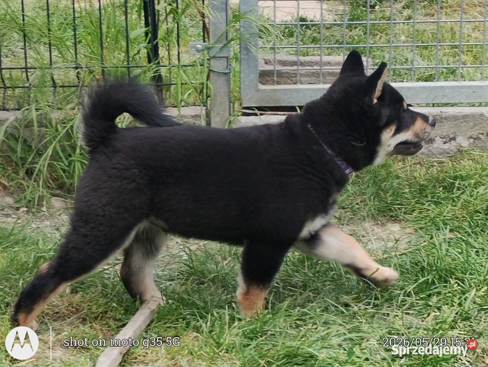 SHIBA INU Nowy miot przyjmujemy zamówienia Pozostałe lubelskie