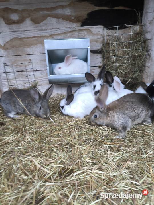 Sprzedam króliki młode są gotowe do odbioru 15 Kuny