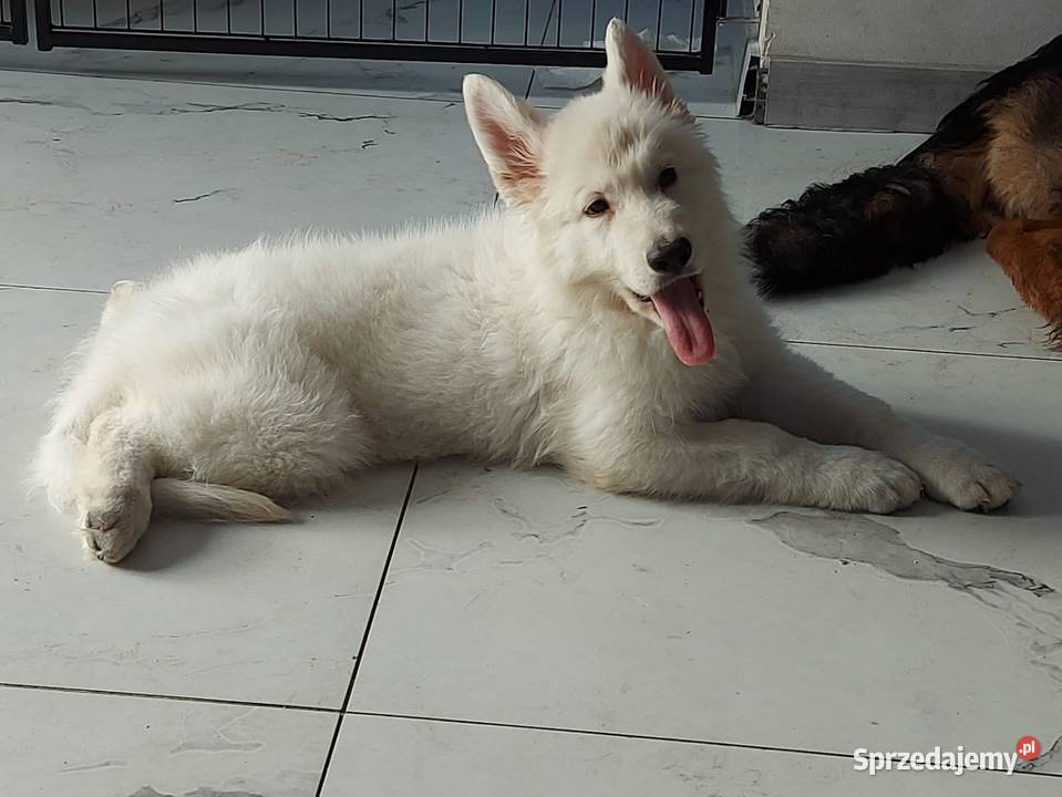 Bialy Owczarek Szwajcarski FCI ZWOLNILY się Owczarek