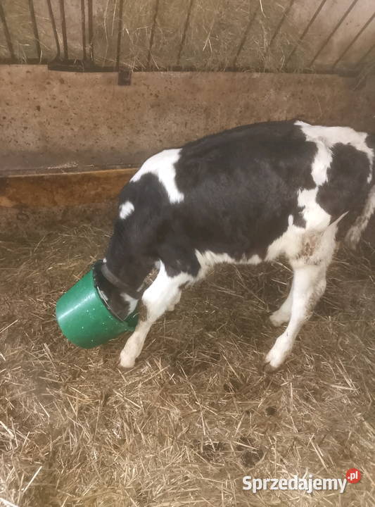 Byczek do dalszego chowu Bydło sprzedam