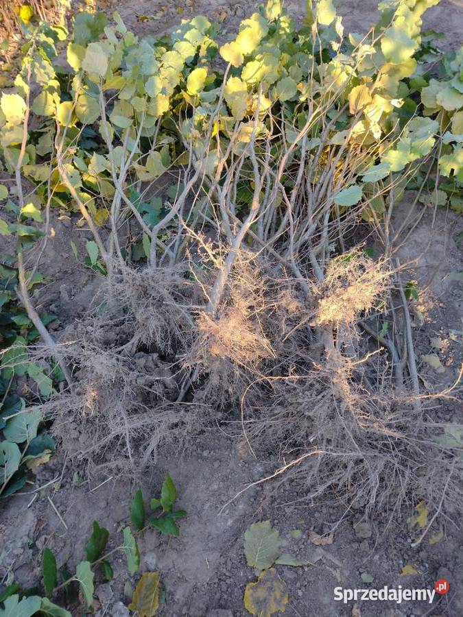 Sprzedam sadzonki leszczyny Lublin