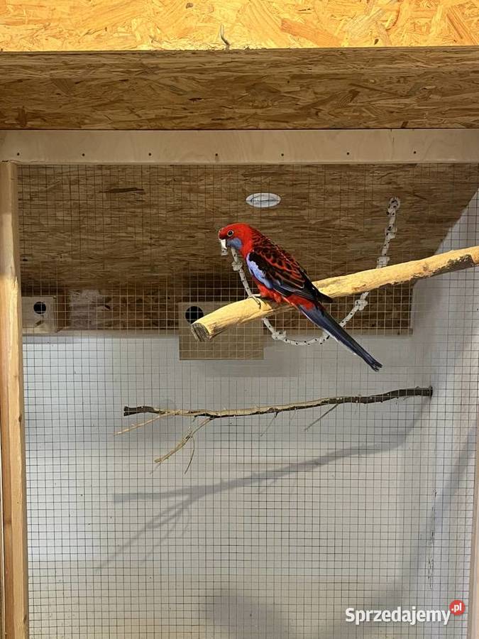 Rozella królewska samiec śląskie Skrzyszów sprzedam