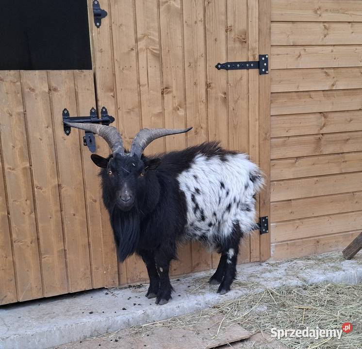 Minikozioł i młode Gorzebądz sprzedam
