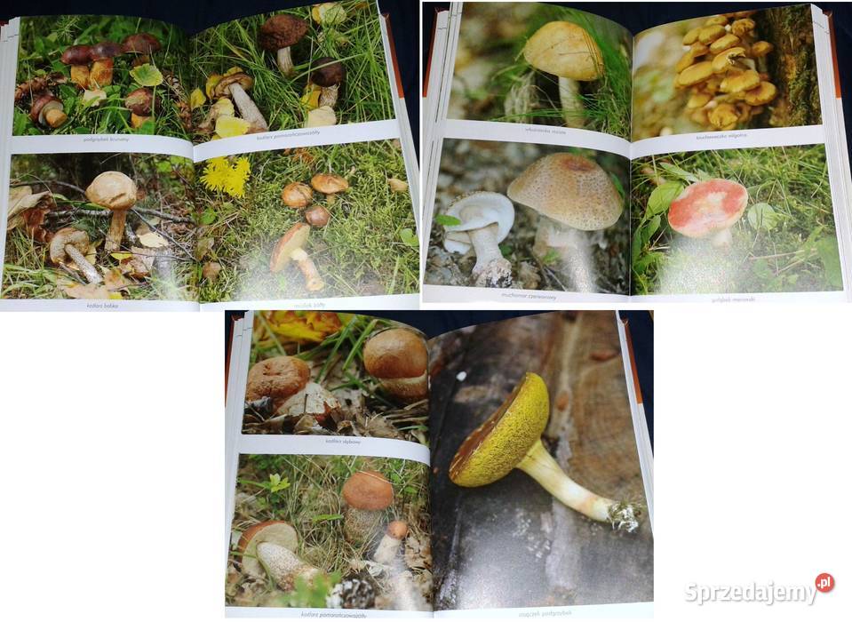 Ilustrowany atlas grzybów Emilia Grzędzicka Rok wydania 2011 lubelskie Chełm