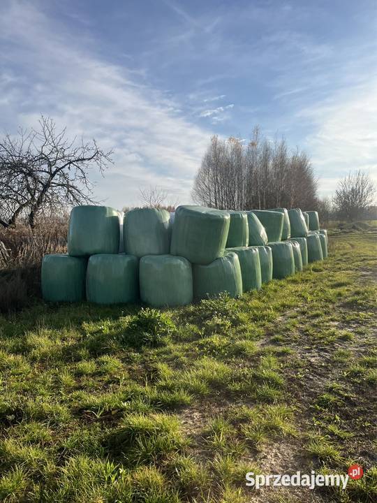 Kiszonki bele łódzkie Rogaczówek sprzedam