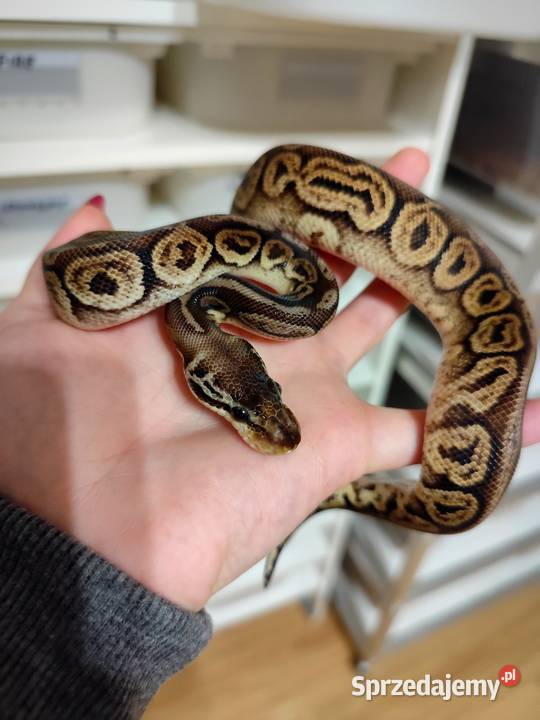 Samiczka Pyton Królewski cb25 Pruszków