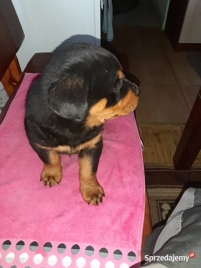 Rottwailer szczeniak starej Lini Rottweiler Radomin