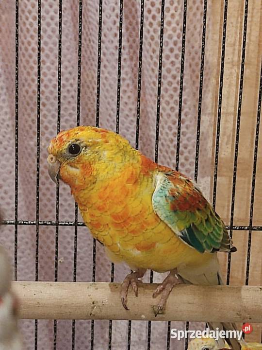 papugi świergotki papuga świergotka na sprzedaż wielkopolskie Zagórów