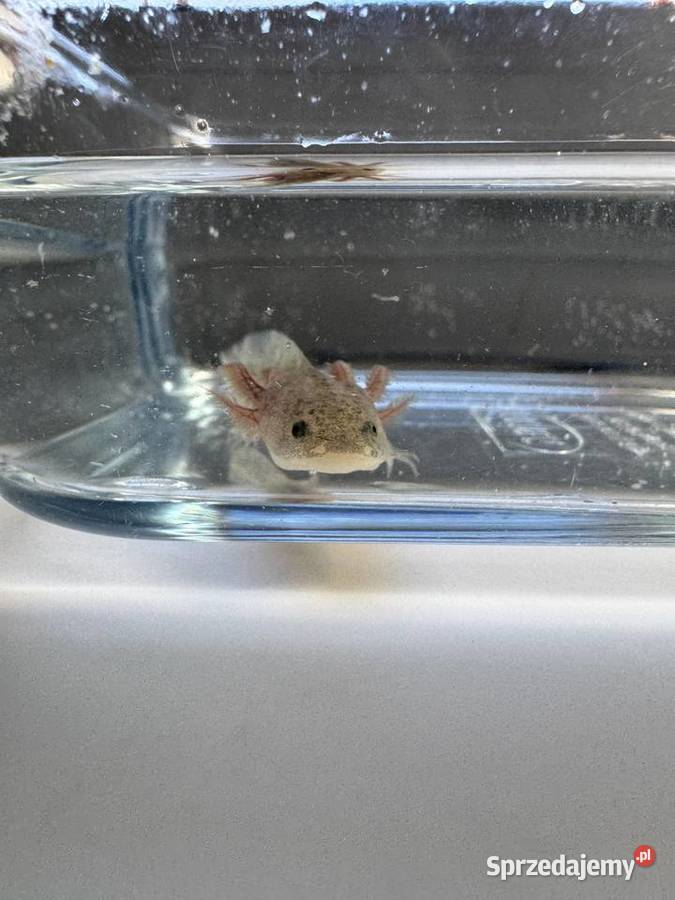 Młode aksolotle z własnej hodowli do dobrego pomorskie Kobylnica