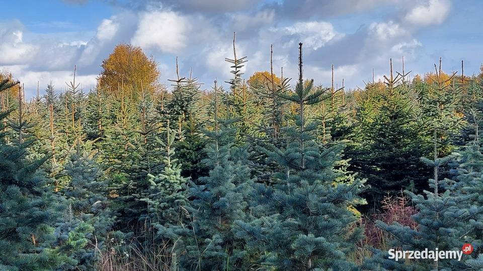 świerk srebrny 15 25m Plantacja Osuchów