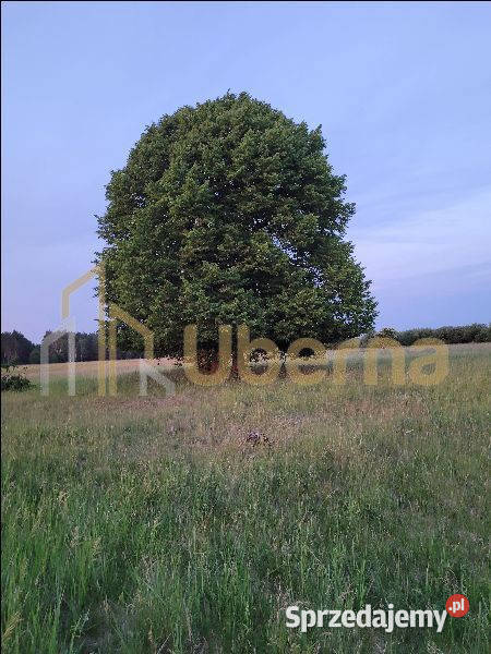 Grunt Lubczyna 64m