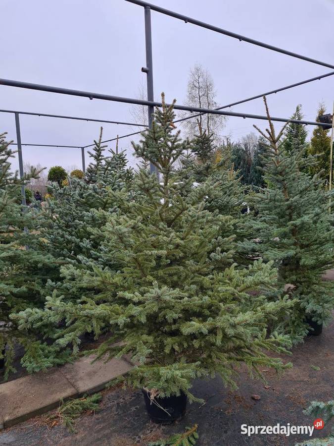CHOINKA Świerk srebrny 80100 Szkółka Producent Rydzyny