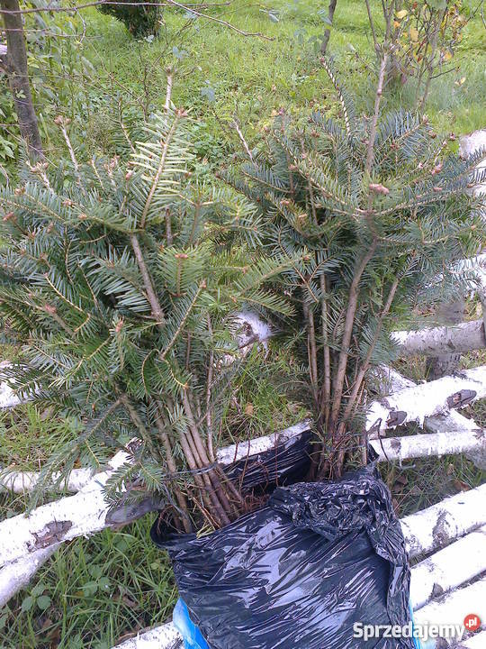 Sadzonki jodły pospolitej