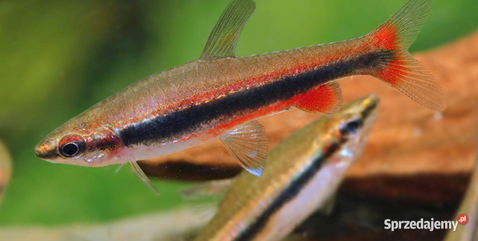 Drobnoustek Beckforda Nannostomus beckfordi Zwierzęta Gdańsk