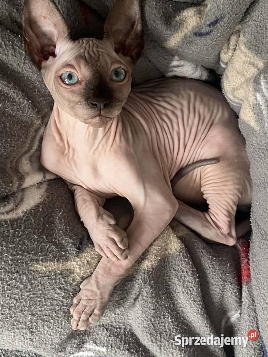 Roczny kot Sfinks kochający szuka nowego domu