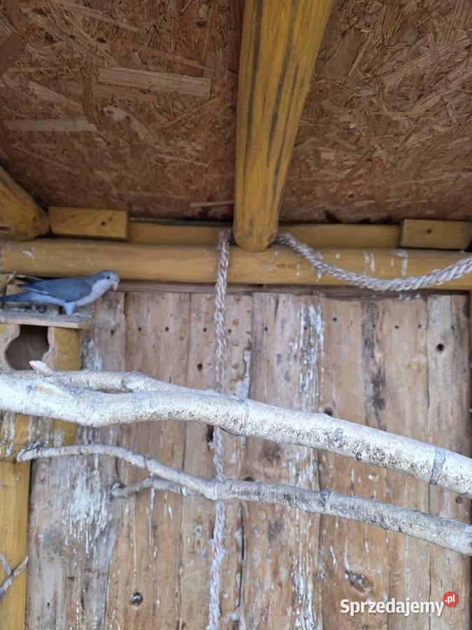 Mnicha nizinna Para Legowa Sulmierzyce