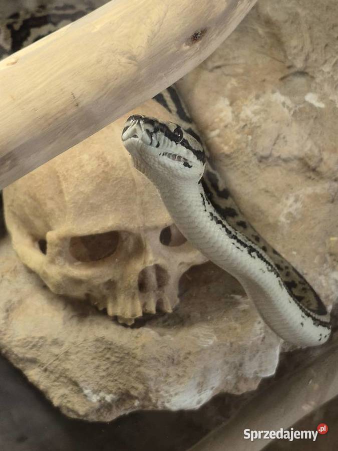 Sprzedam weza razem z terrarium Poznań sprzedam