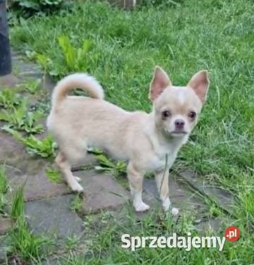 Chihuahua biało kremowa suczka Częstochowa
