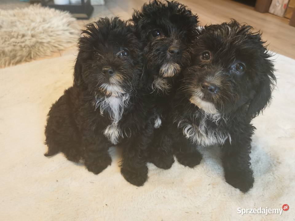 Maltipoo MaltańczykPudel miniaturowy Maltańczyk Tarnów sprzedam