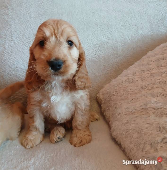 Cockapoo F1 suczki Pudel Cocker Spaniel Toruń