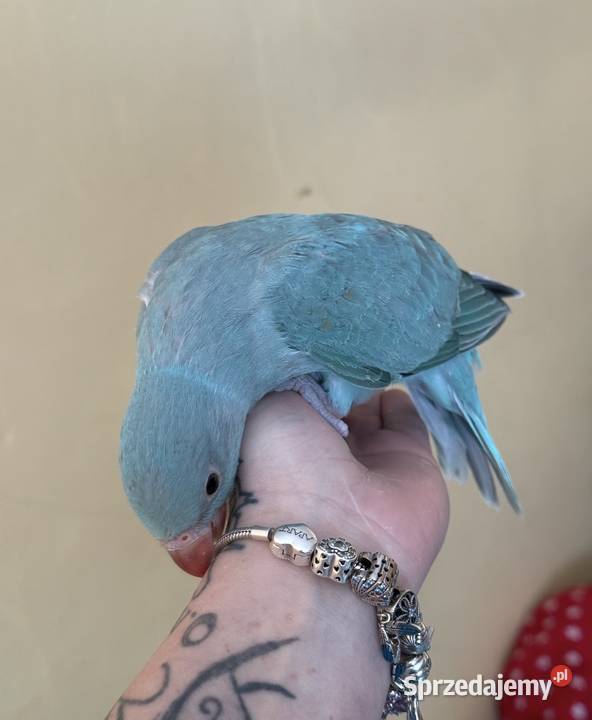 Aleksandretta parka ręcznie karmiona Mikołów sprzedam