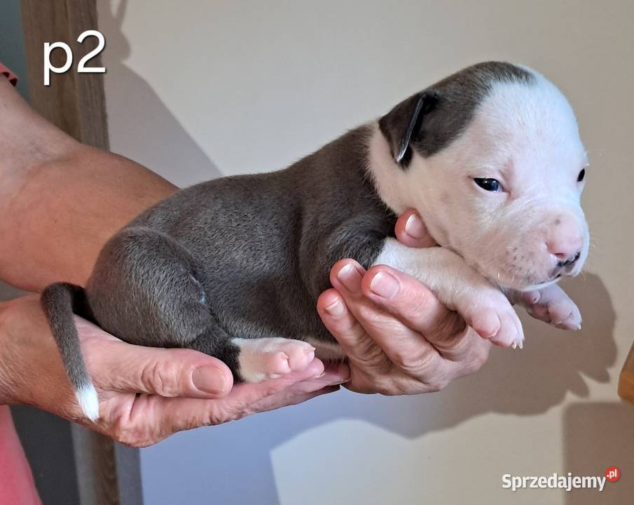 Amstaff zkwp fci BLUE piesek Koziegłowy