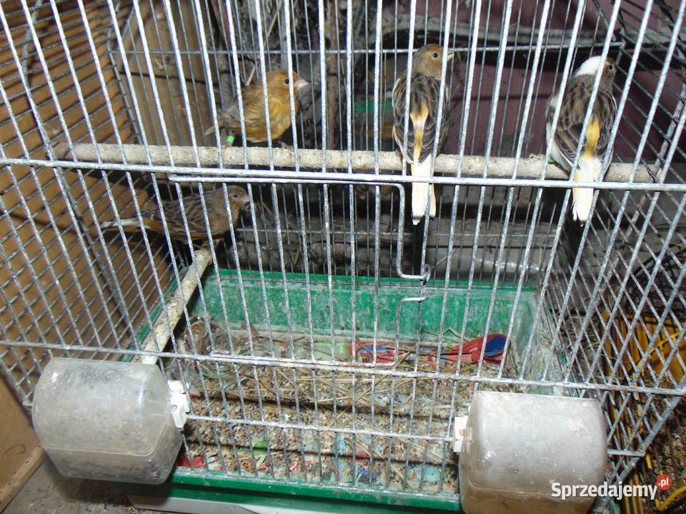 kanarki Ptaki Zwierzęta