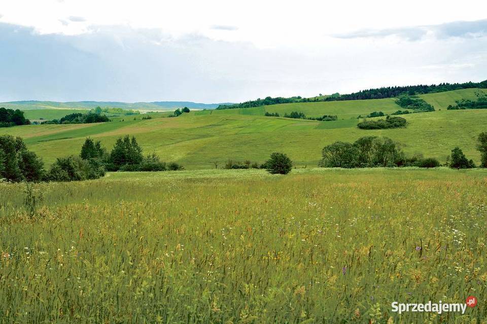 Łąka Sarnia Zwola Sprzedam