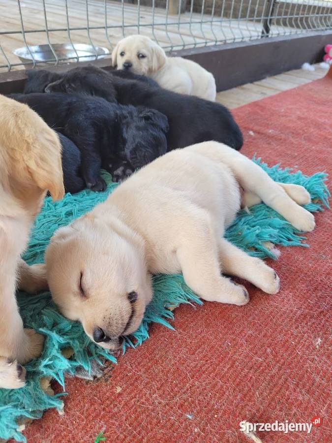 Labradory z rodowodem Mogielnica sprzedam