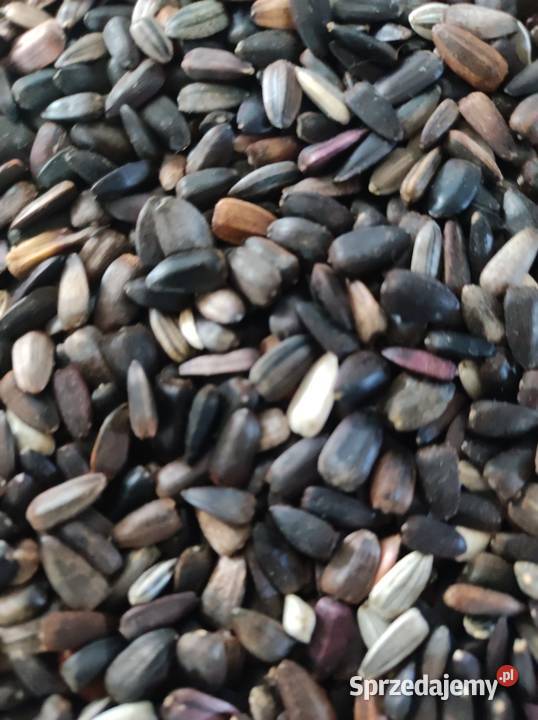 Ziarno słonecznika ozdobnego na kwiat Paradyż