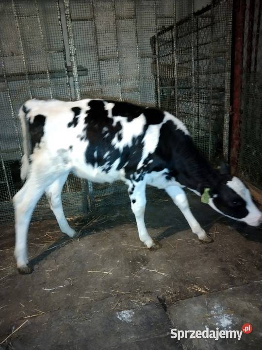 Sprzedam jaóweczke biało czarna Starachowice