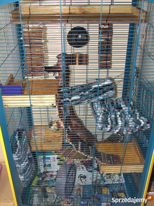 Lotopałanki Pozostałe Koszalin