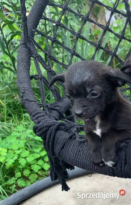Czarna suczka chihuahua mazowieckie Krubiczew