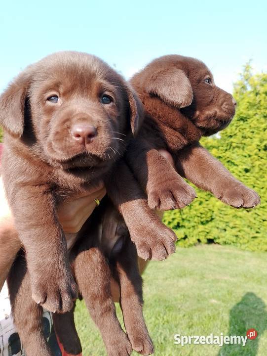 Szczeniaki Labrador Retriever Odolanów