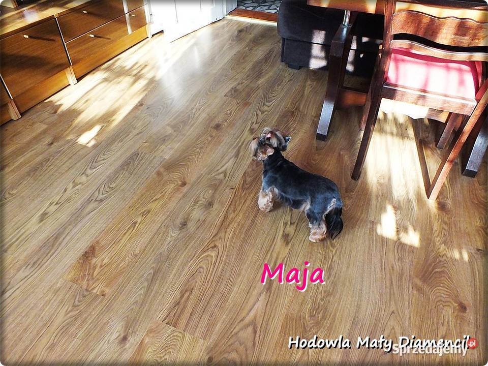 Yorkshire Terrier York Maja z Rodowodem do