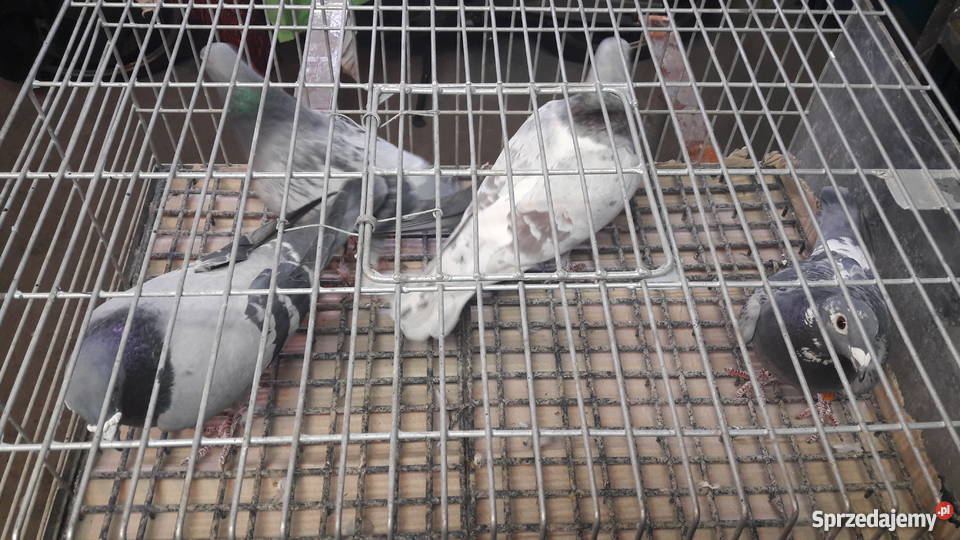 Gołębie pocztowe rozpłodowe Domatków