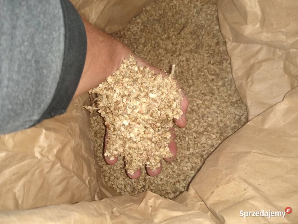 Arcydzięgiel nasiona