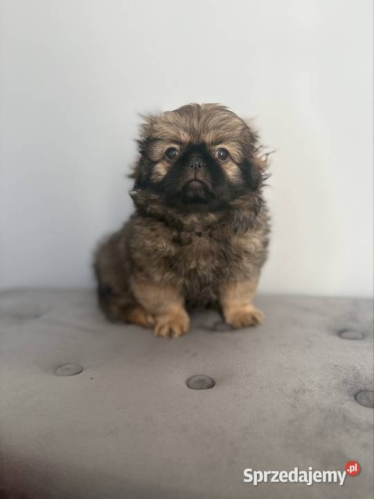 Suczka pekińczyk Lipsko