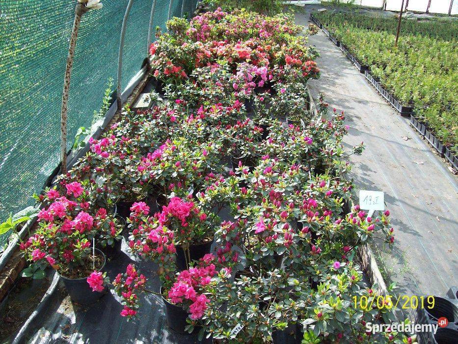 Azalia JapońskaHortensja bukietowa 4060 DONICZKA Zacharzyce