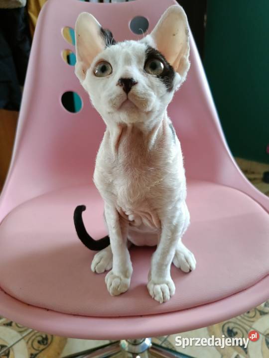 Devon rex kocurek Przysucha