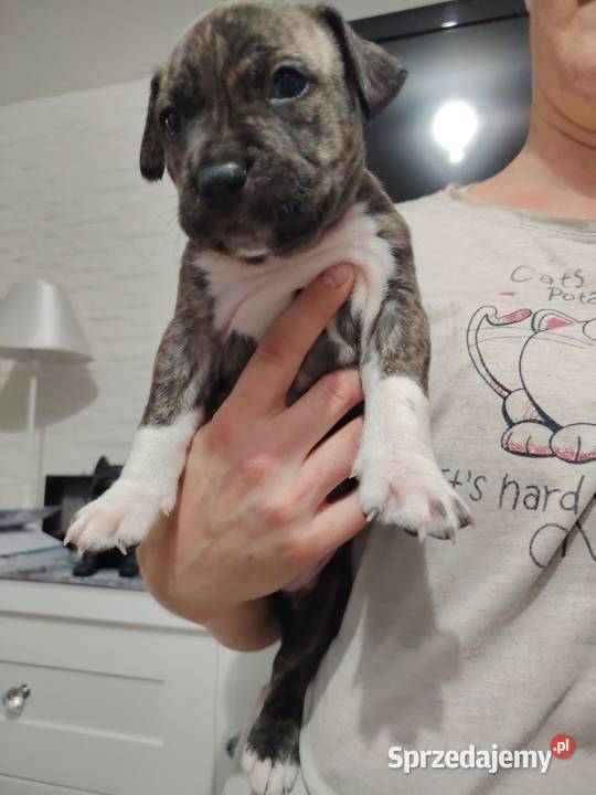 Piękne amstaff Amstaff Dzierżoniów sprzedam