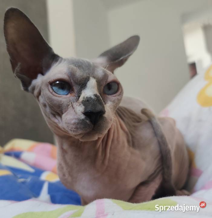 Sfinks kanadyjski śląskie Rybnik